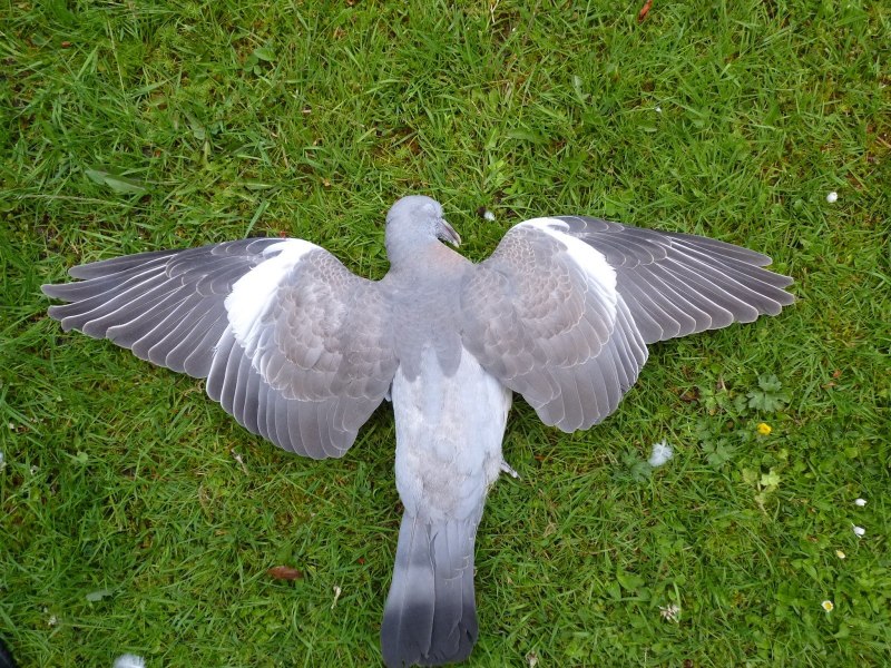 Мадейрский голубь