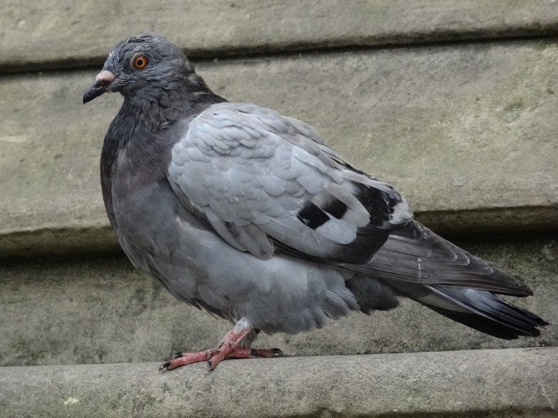 Дряхлый голубь