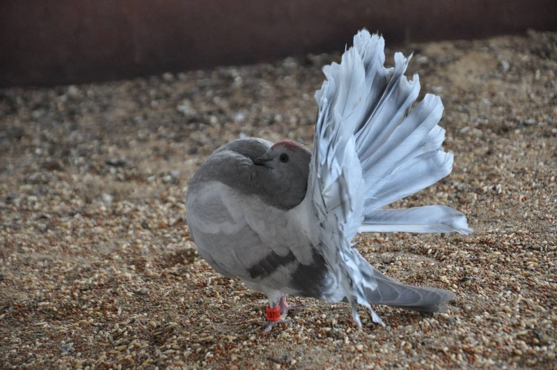 Королевский Павлин голубь