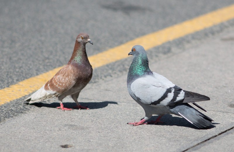 Голуби воркуют