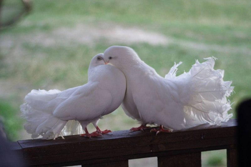 Дикий голубь Горлица