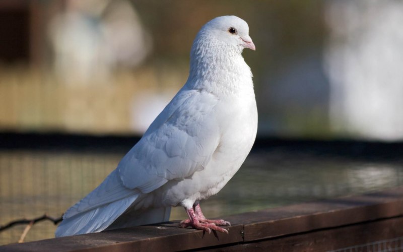 Коричневый сизый голубь