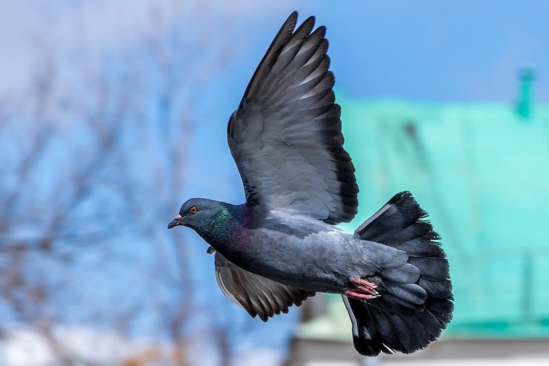 Голубь в полёте