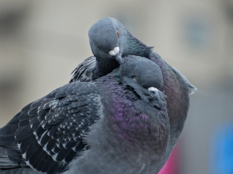 Стая белых голубей