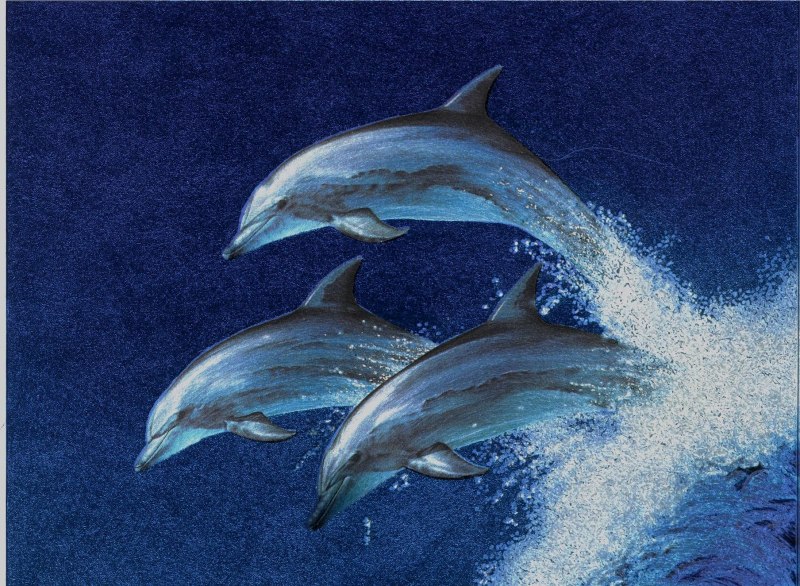 Бене Дельфин акьриссв