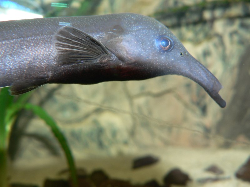 Слоник Нильский (Гнатонемус Петерса)