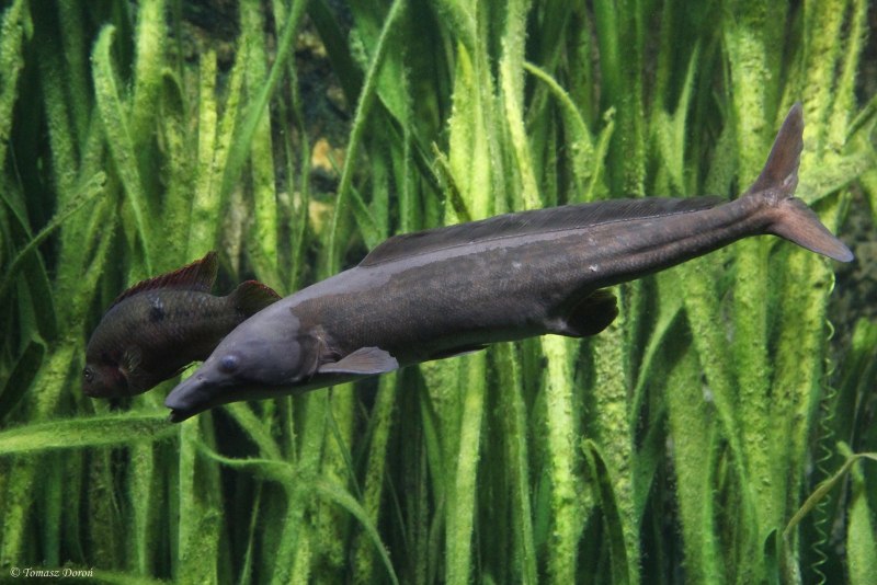 Нильский Слонорыл