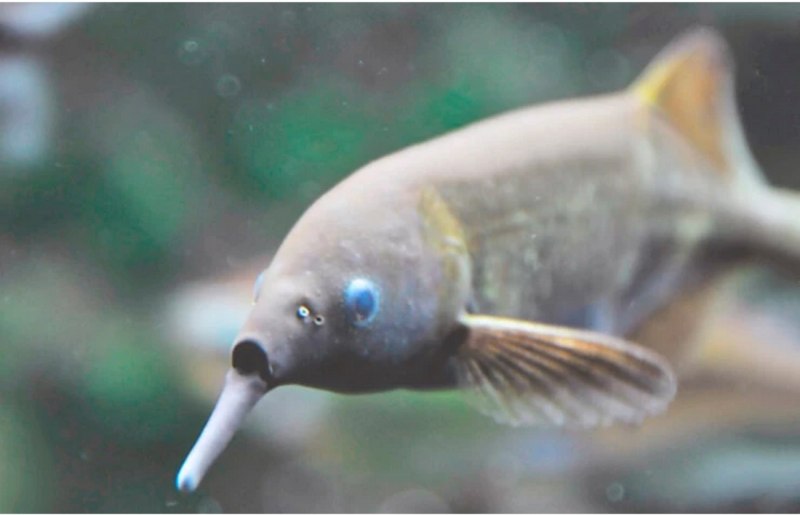 Рыба слон среда обитания