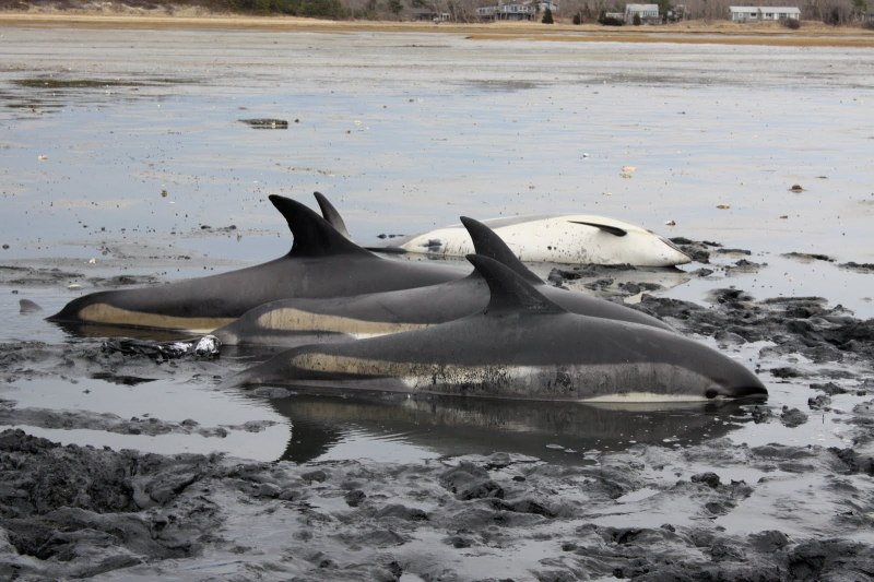 Нильский сомик-длиннорыл