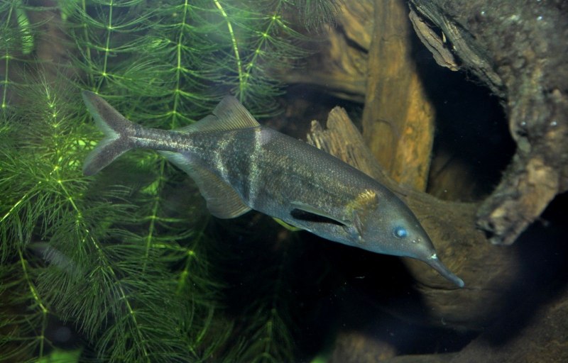 Слоник Нильский (Гнатонемус Петерса)