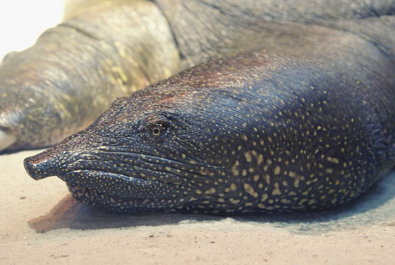 Нильский Гимнарх рыба