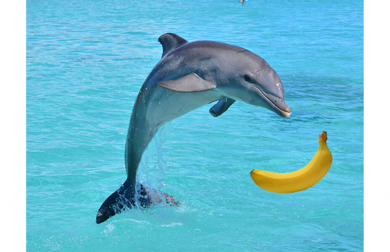 Морские млекопитающие дельфины