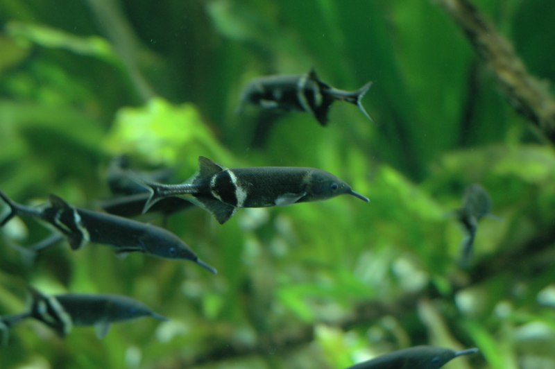 Аквариумная рыбка Нильский Слоник