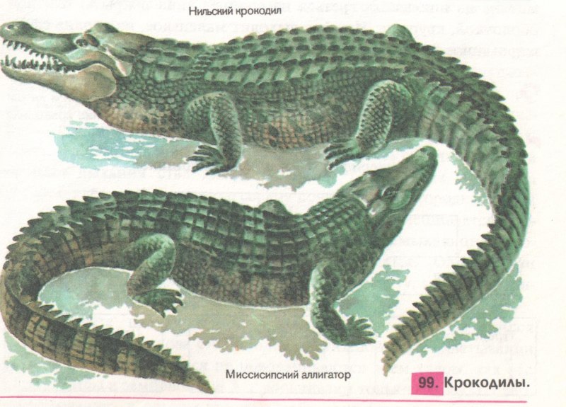 Тиляпия Нильская