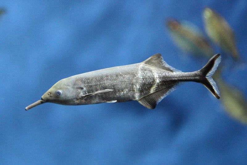 Нильский Слоник рыба