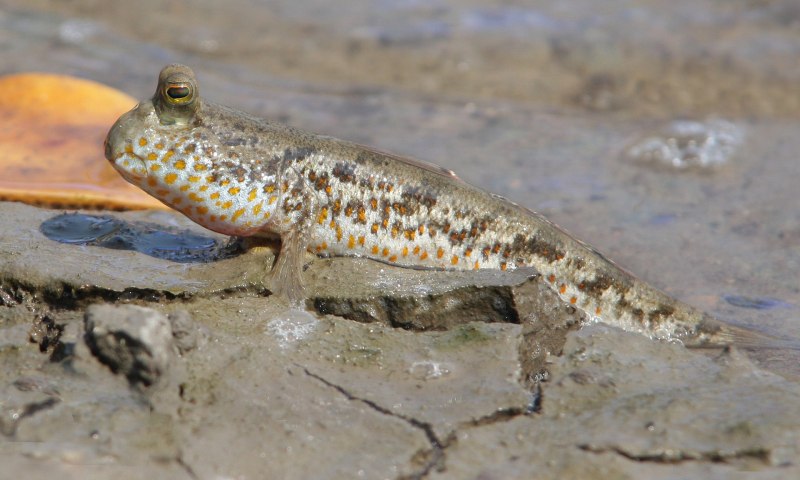 Калимантан крокодиловая ферма