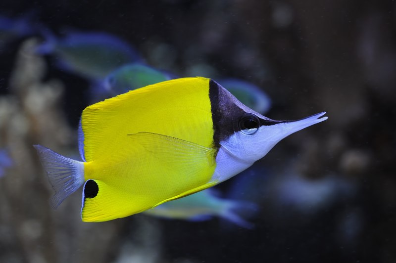 Дельфины на рабочий стол