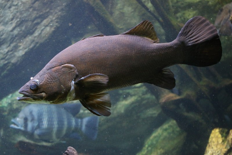 Тату дельфины