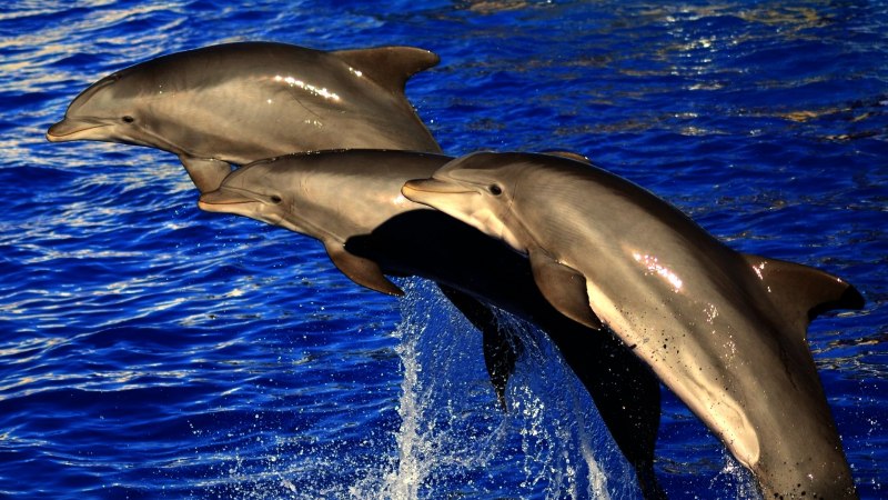 Дельфин млекопитающее
