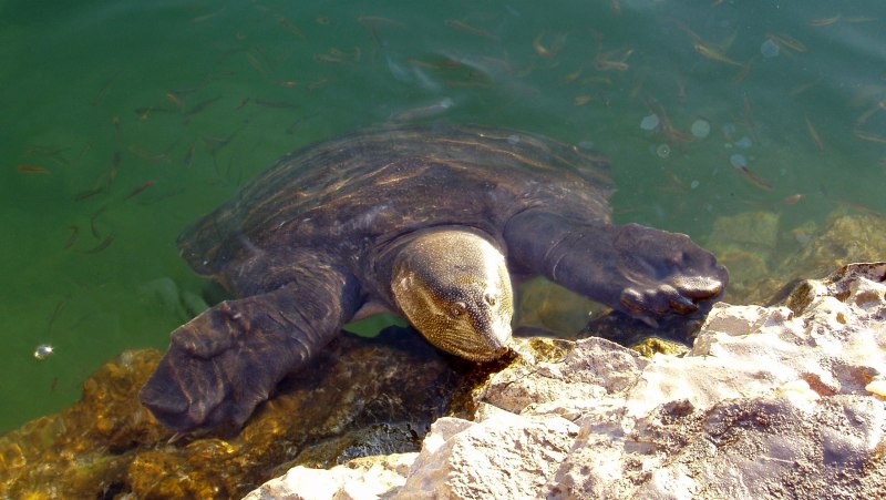 Димидиохромис компрессицепс