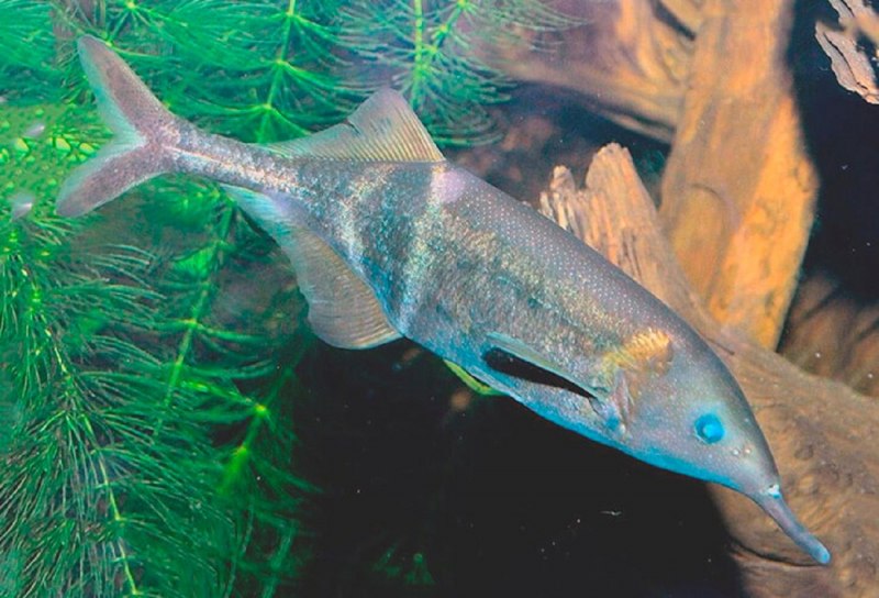 Нильский Слоник рыбка