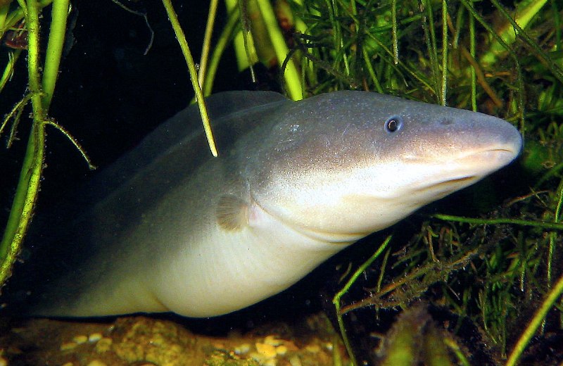 Миссисипский Аллигатор и Нильский крокодил