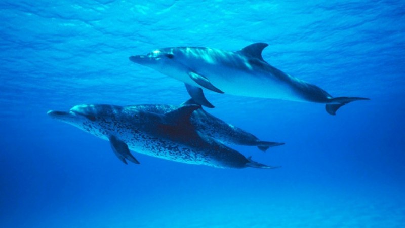 Черноморская Афалина