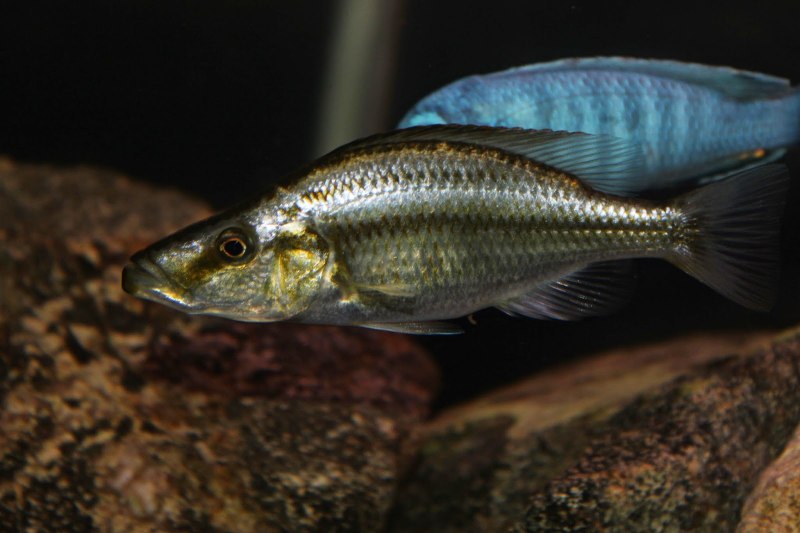 Отряд пресмыкающиеся отряд крокодилы