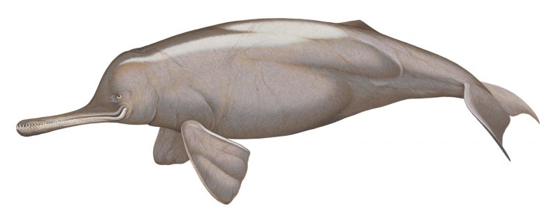 Дельфины выпрыгивают из воды