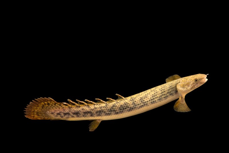 Гребнистый крокодил охота