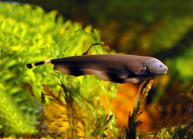 Африканский трионикс черепаха