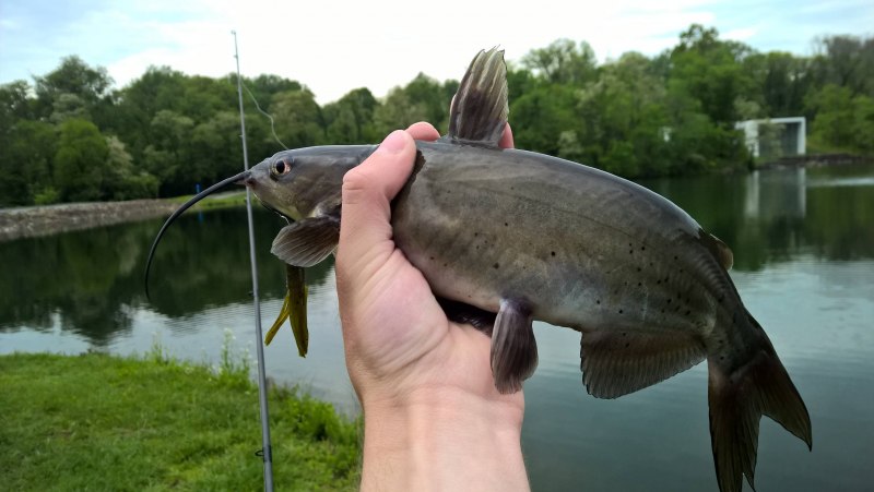 Нильский Аллигатор