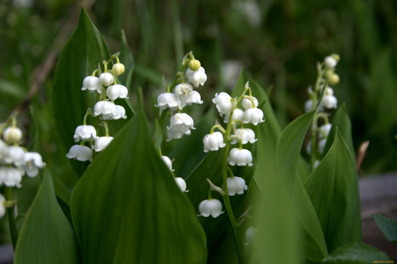 Ландыш горный Convallaria Montana