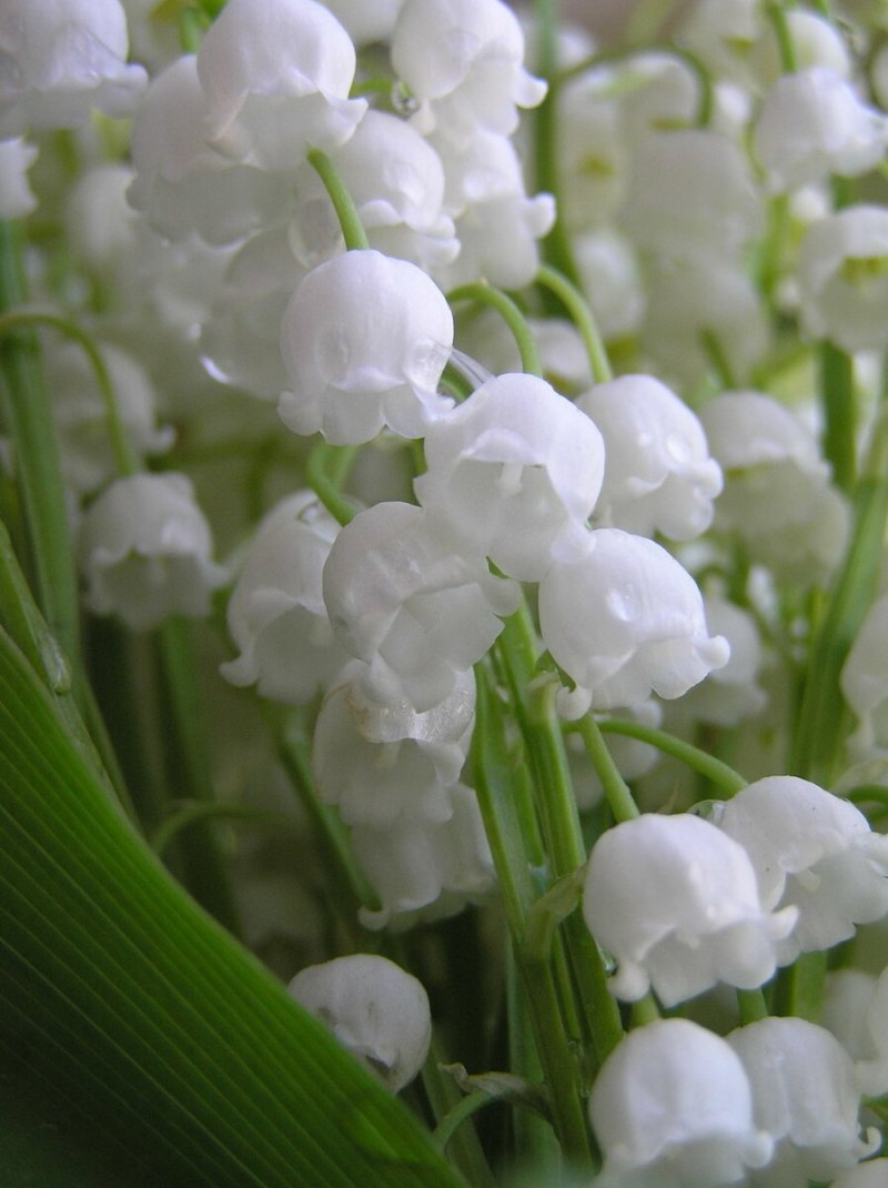 Ландыш Майский соцветие