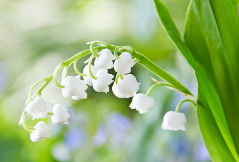 Белые Ландыши