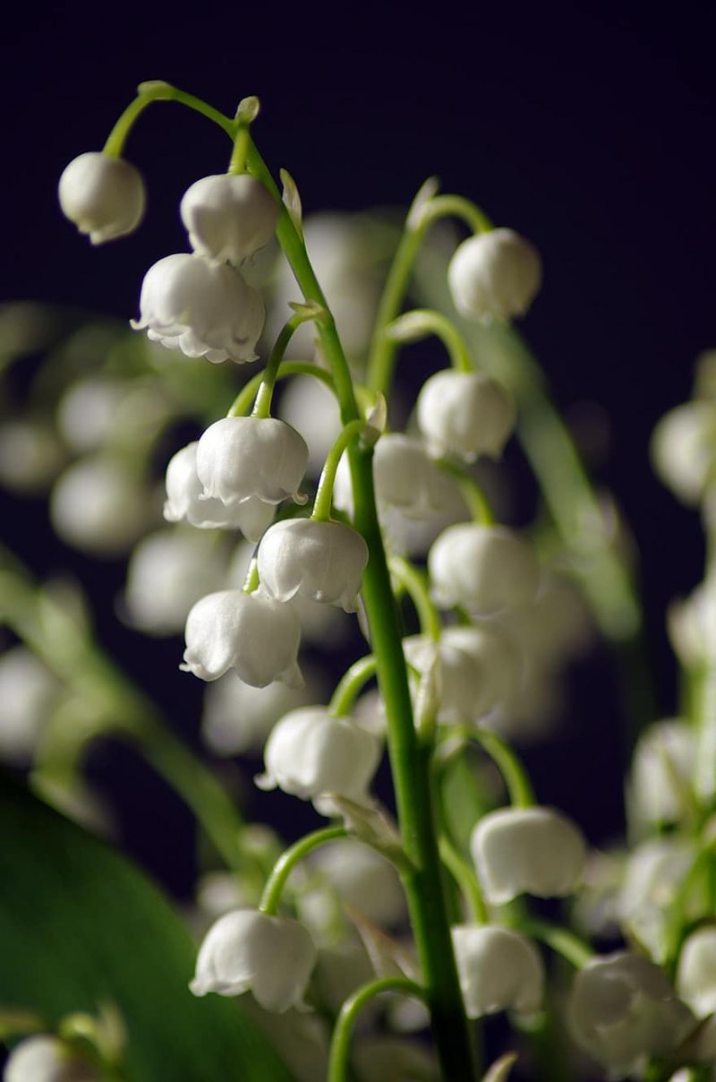 Ландыш Майский