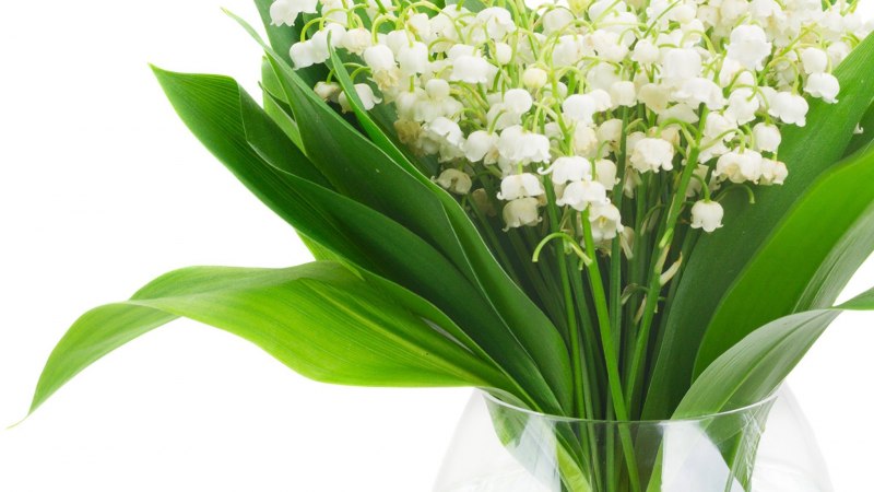 Ландыш Кейзке