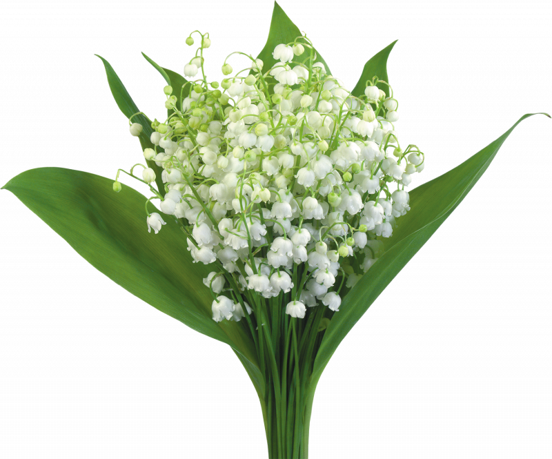 Белые Ландыши