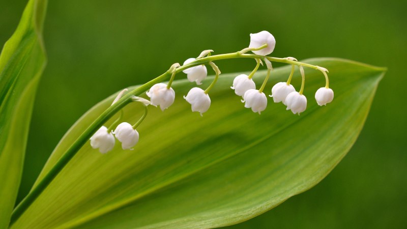 Весенние Ландыши