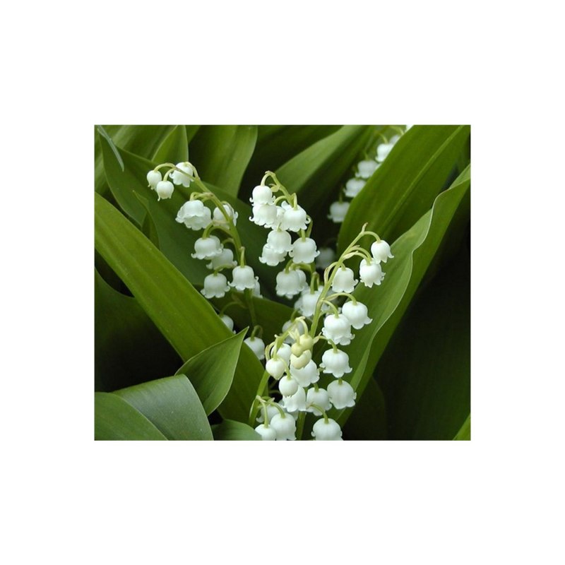 Беленький весенний цветок