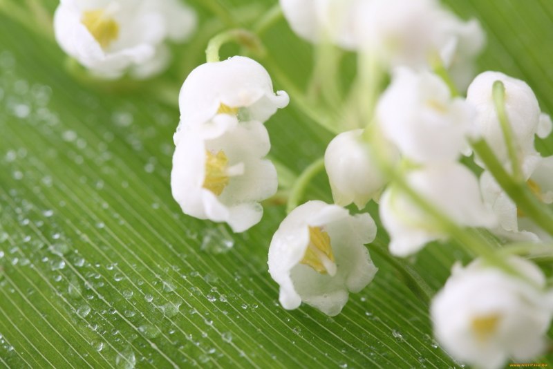 Нежные Ландыши