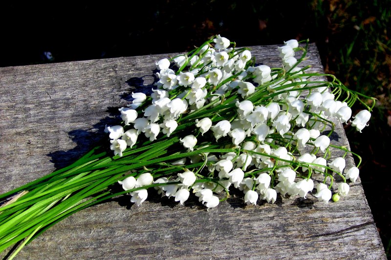 Фиалка Ле Ландыши