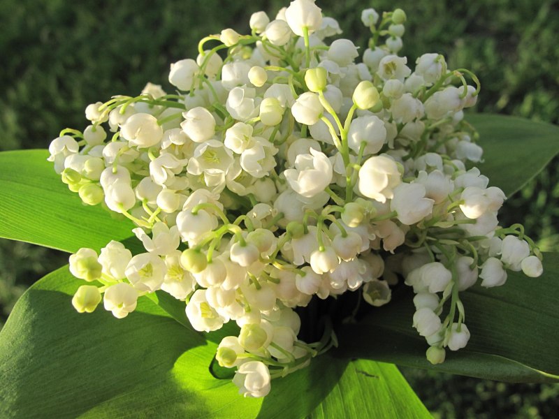 Белые Ландыши