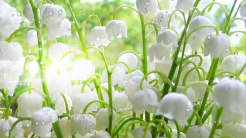 Ландыш плосколистный