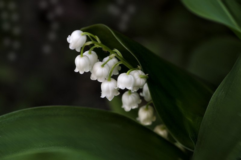 Поляна ландышей