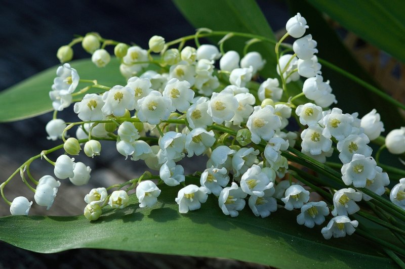 Белые цветы как Ландыши