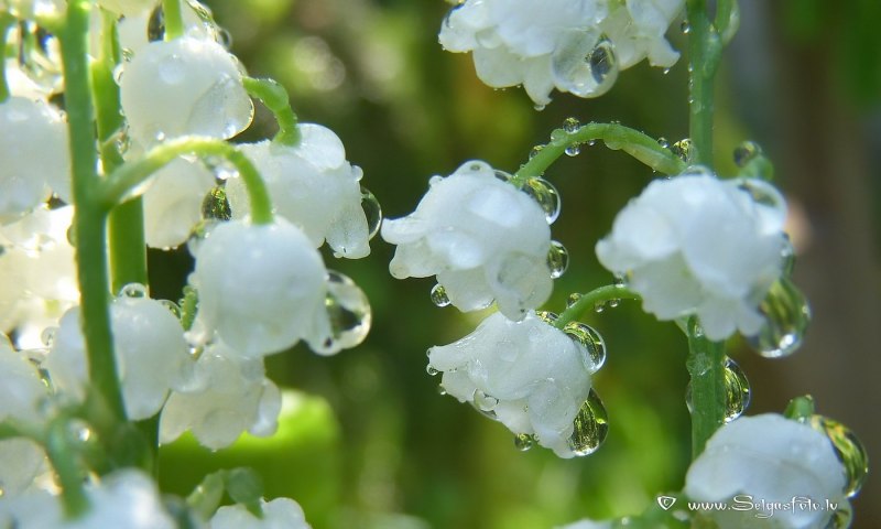 Цветы Ландыши