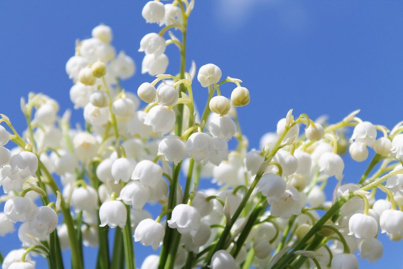 Свадебный букет Ландыши