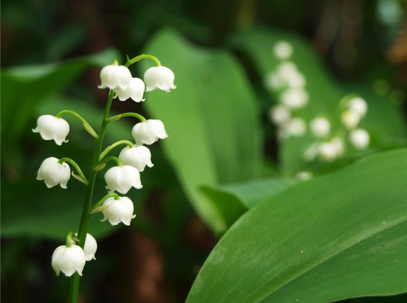 Ландыши небо солнце