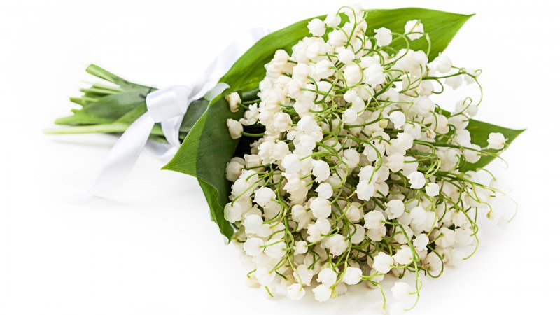 Ландыш Майский